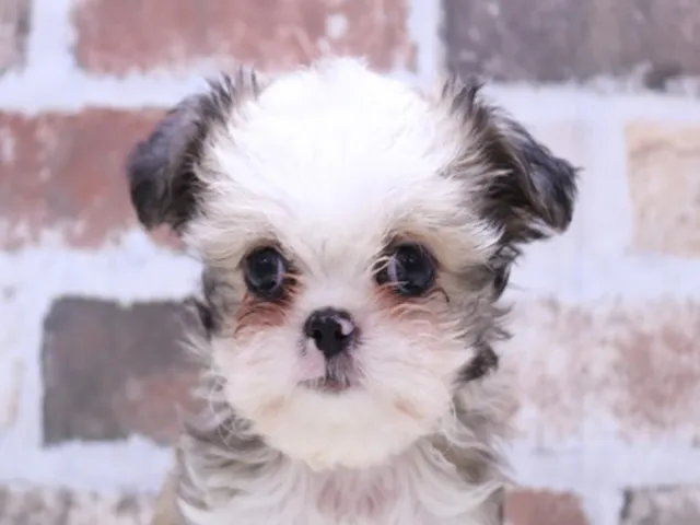 長野県のハーフ犬・ミックス犬 (ペッツワン塩尻店/2025年3月16日生まれ/男の子/ゴールドホワイト)の子犬